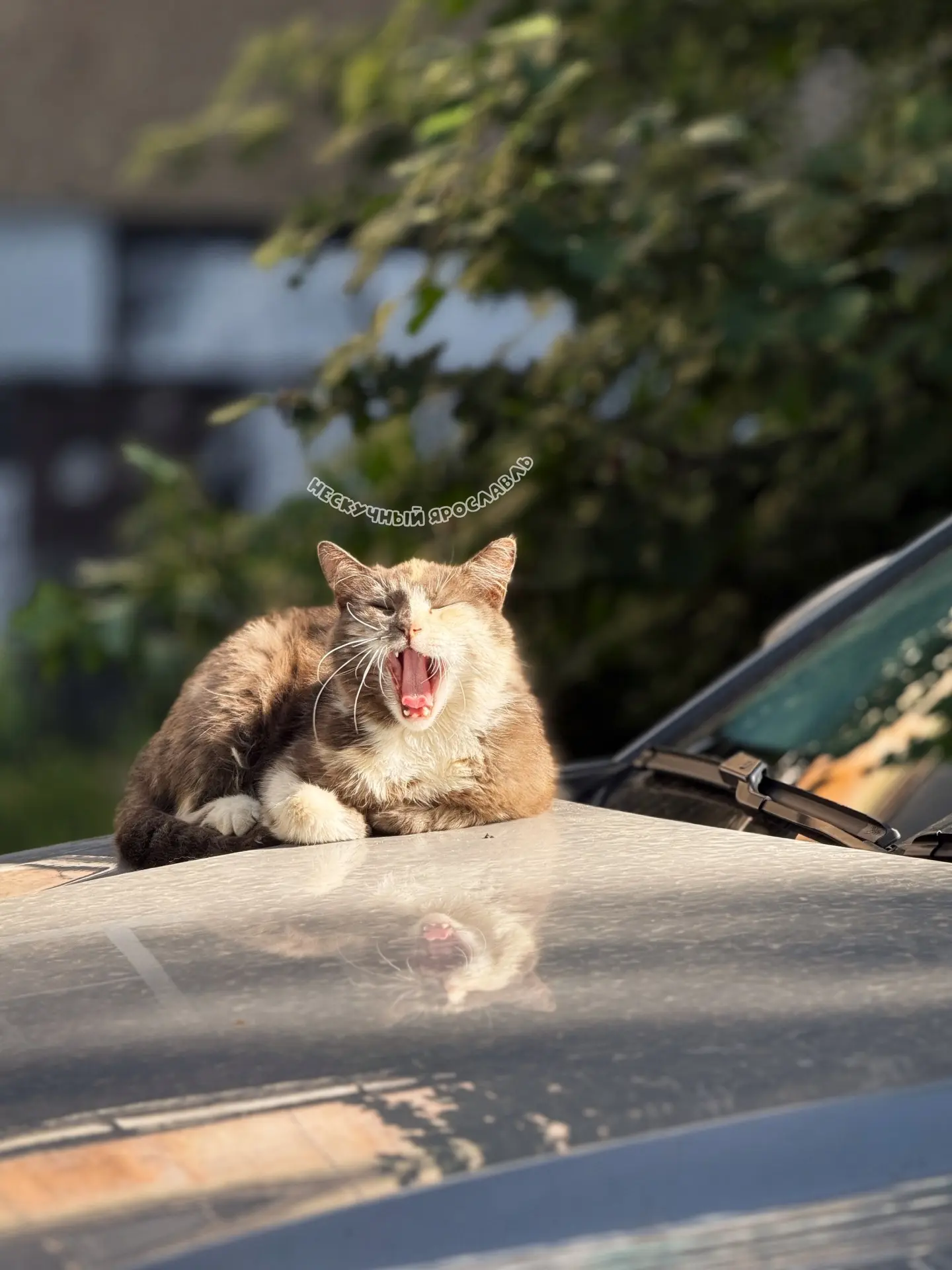 🐈 Есть те, кому не надо на работу 

И пока мы спешим мимо, они лежат на нагретых солнцем машинах, п