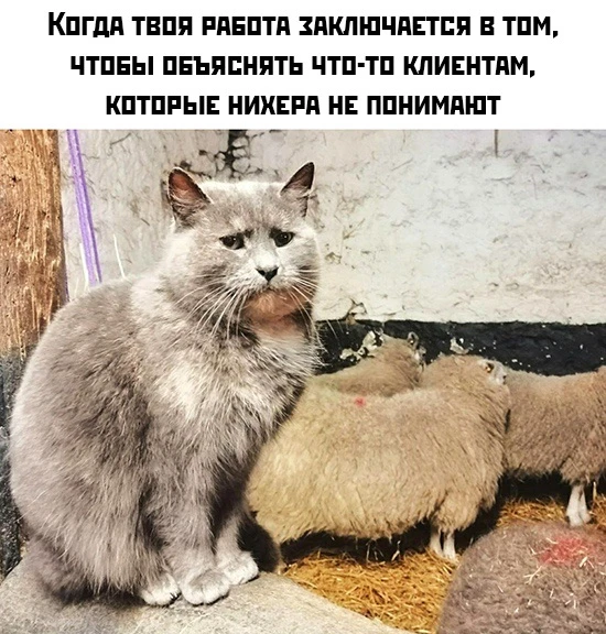 #МЕМЫ