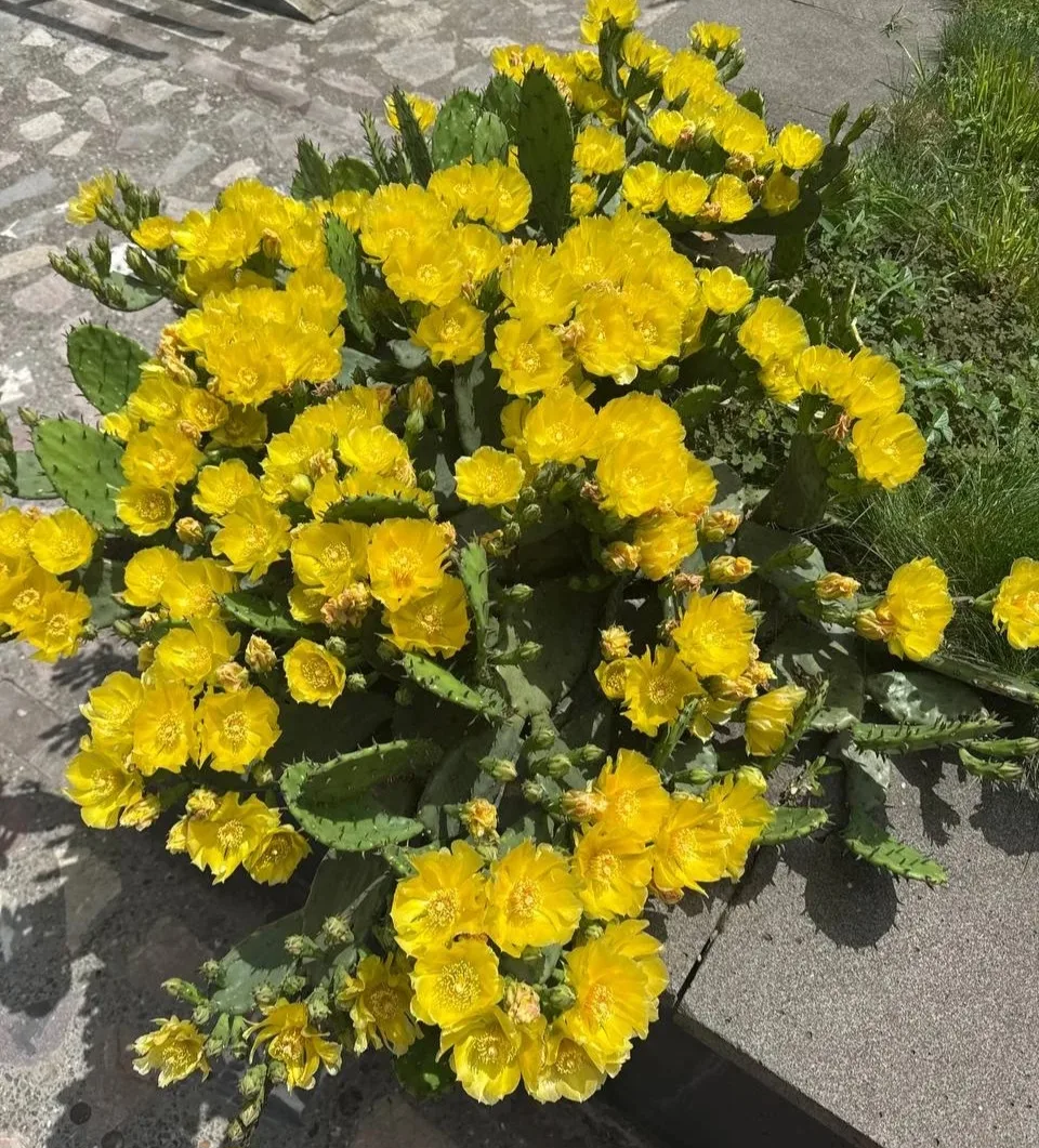 О погоде на 19 июня
у нас и по краю 

В Краснодарском крае переменная облачность, местами дождь. Вет