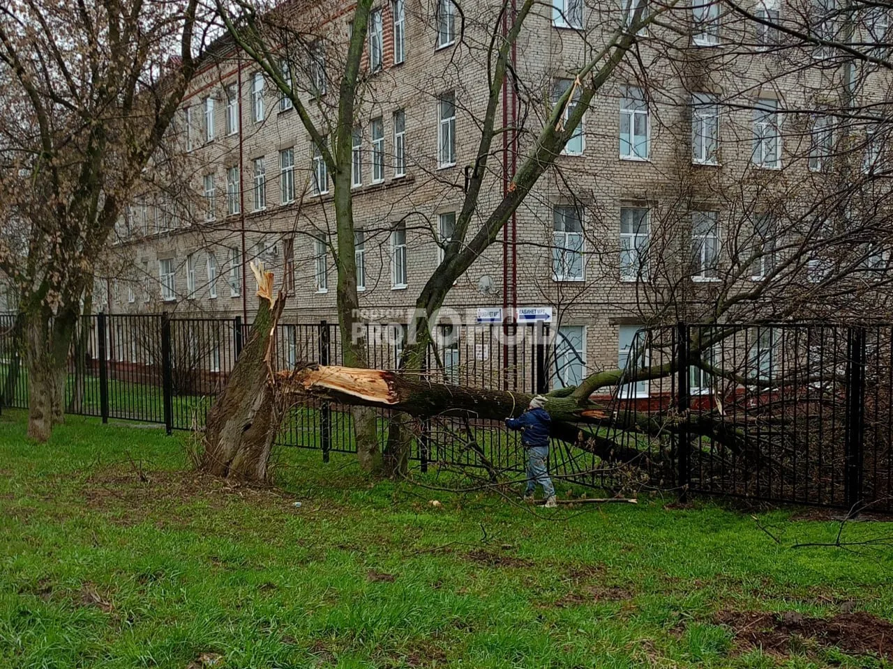 В Чебоксарах продолжается штормовой ветер.  Возле остановки "Спартак" мощным порывом сдуло дерево, к