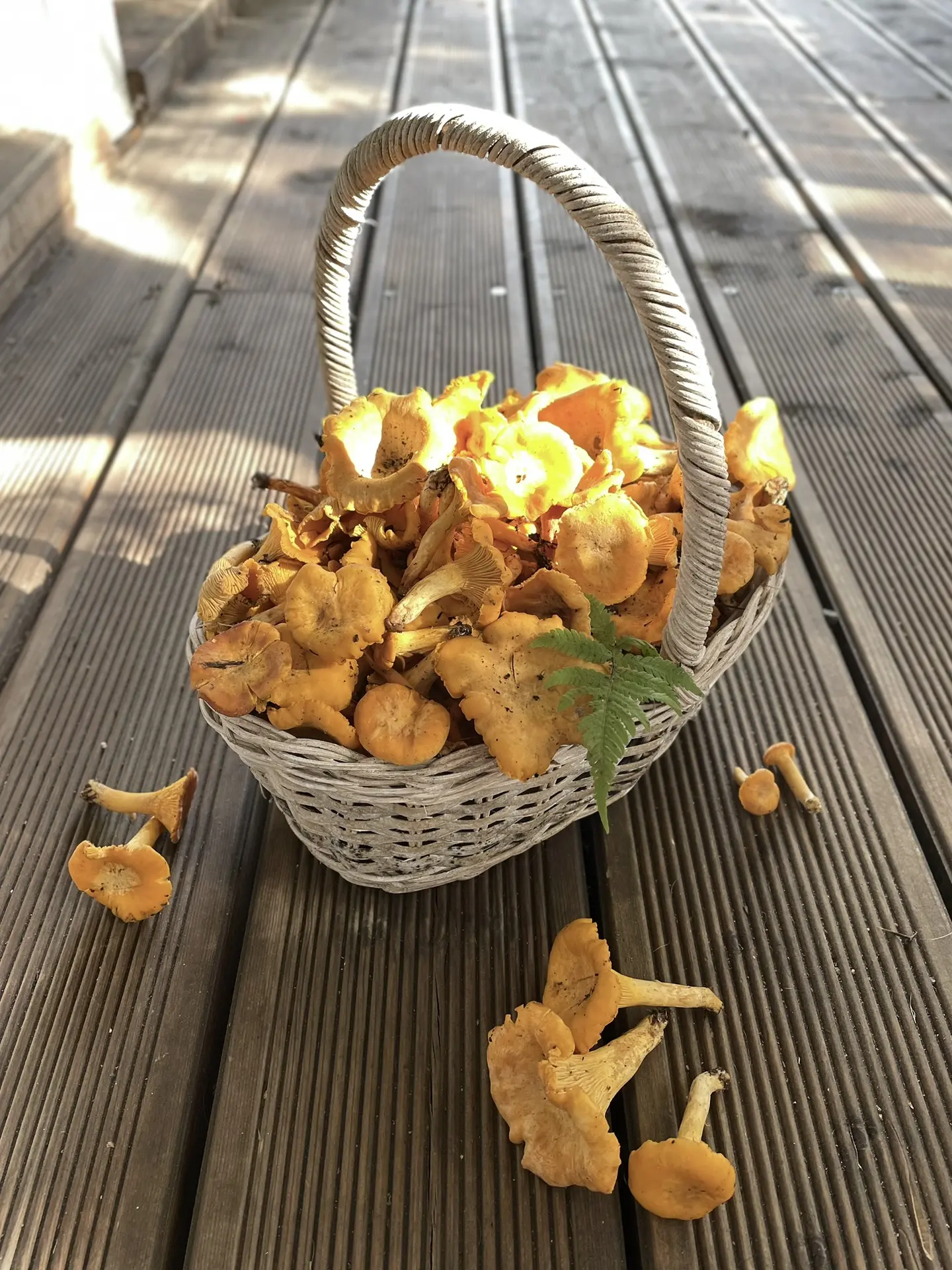 Лисички в масле на зиму