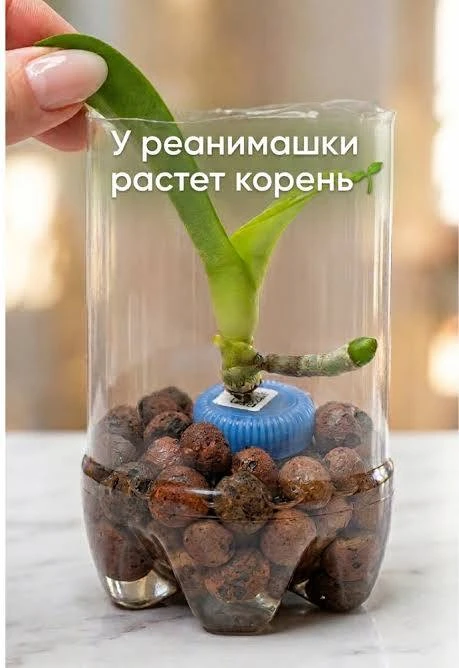 Орхидея осталась без корней: правила спасения 🚑🌱