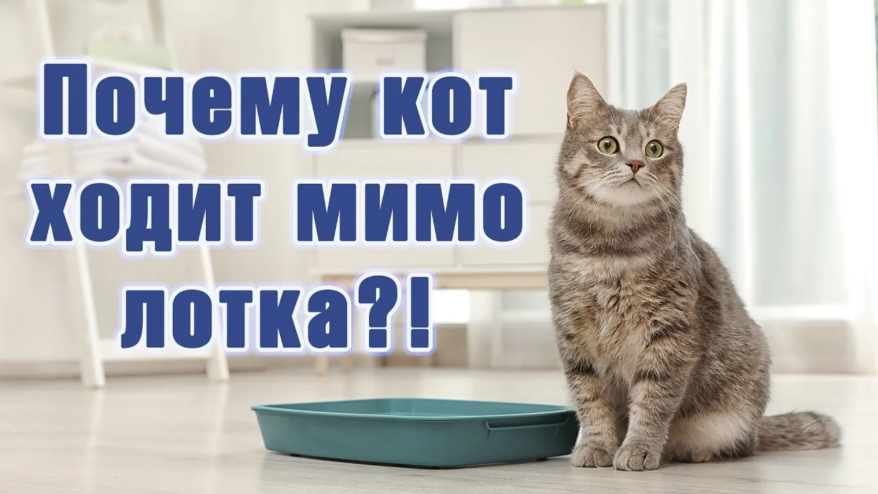 Почему кошка гадит не в лоток? Ищем и устраняем причину