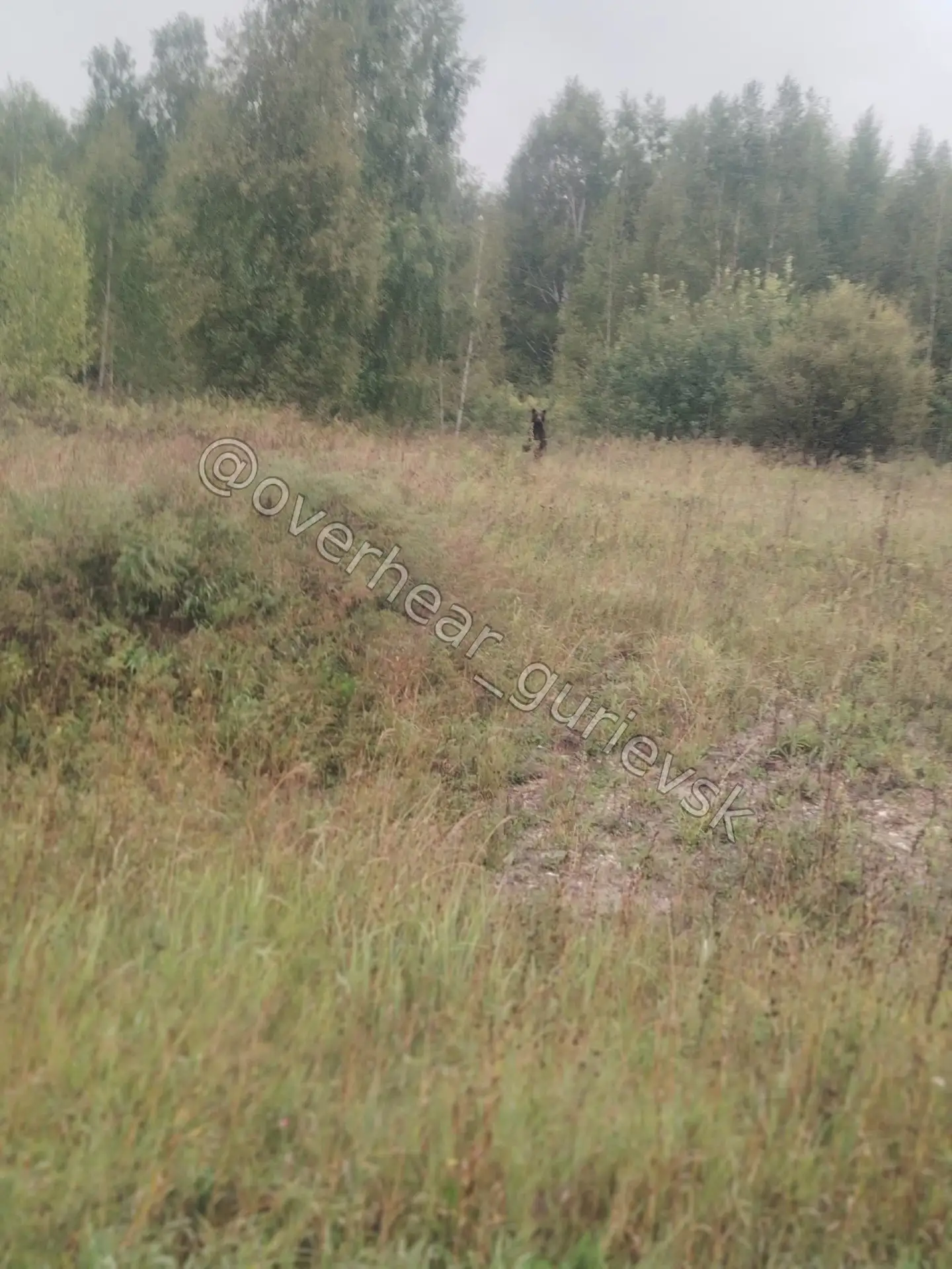 Осторожно в районе финского медведь!