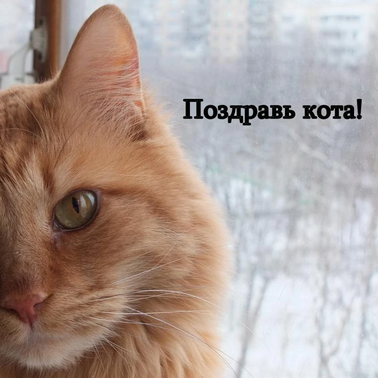 8 августа отмечается всемирный день кошек. Самое время подарить любимцу новую игрушку, ...