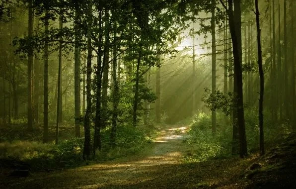 🌿 Можно я лесом