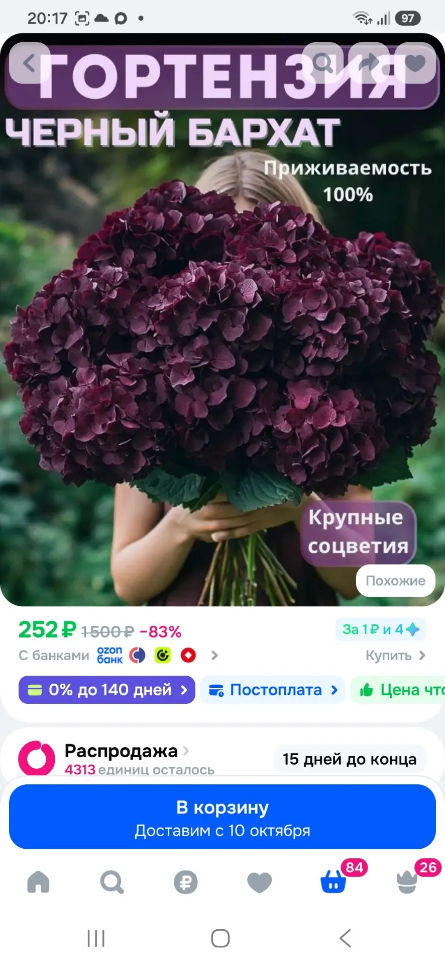 Саженцы Гортензия Черный бархат