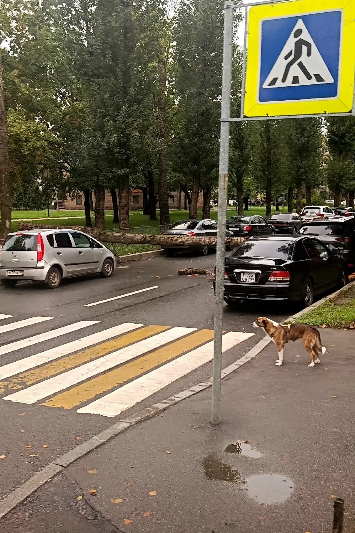 Бульвар Новаторов, перед поворотом к ТРК Французский бульвар.  Дерево решило, что никто...