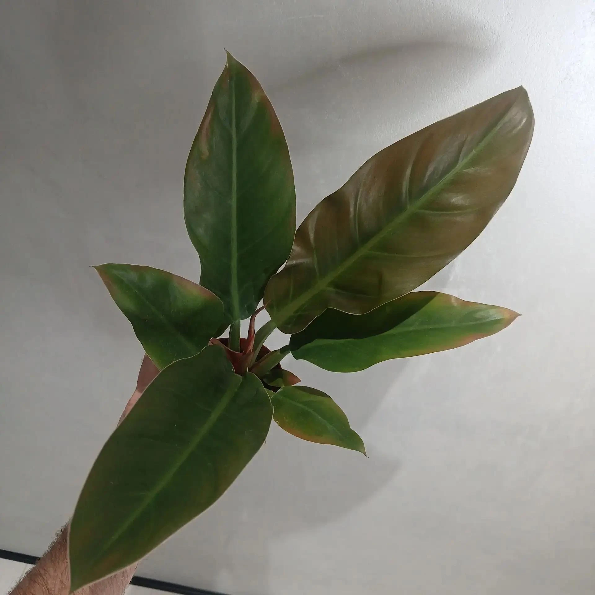 Филодендрон «Империал Ред» (Philodendron Imperial Red) — это популярный комнатный гибри...