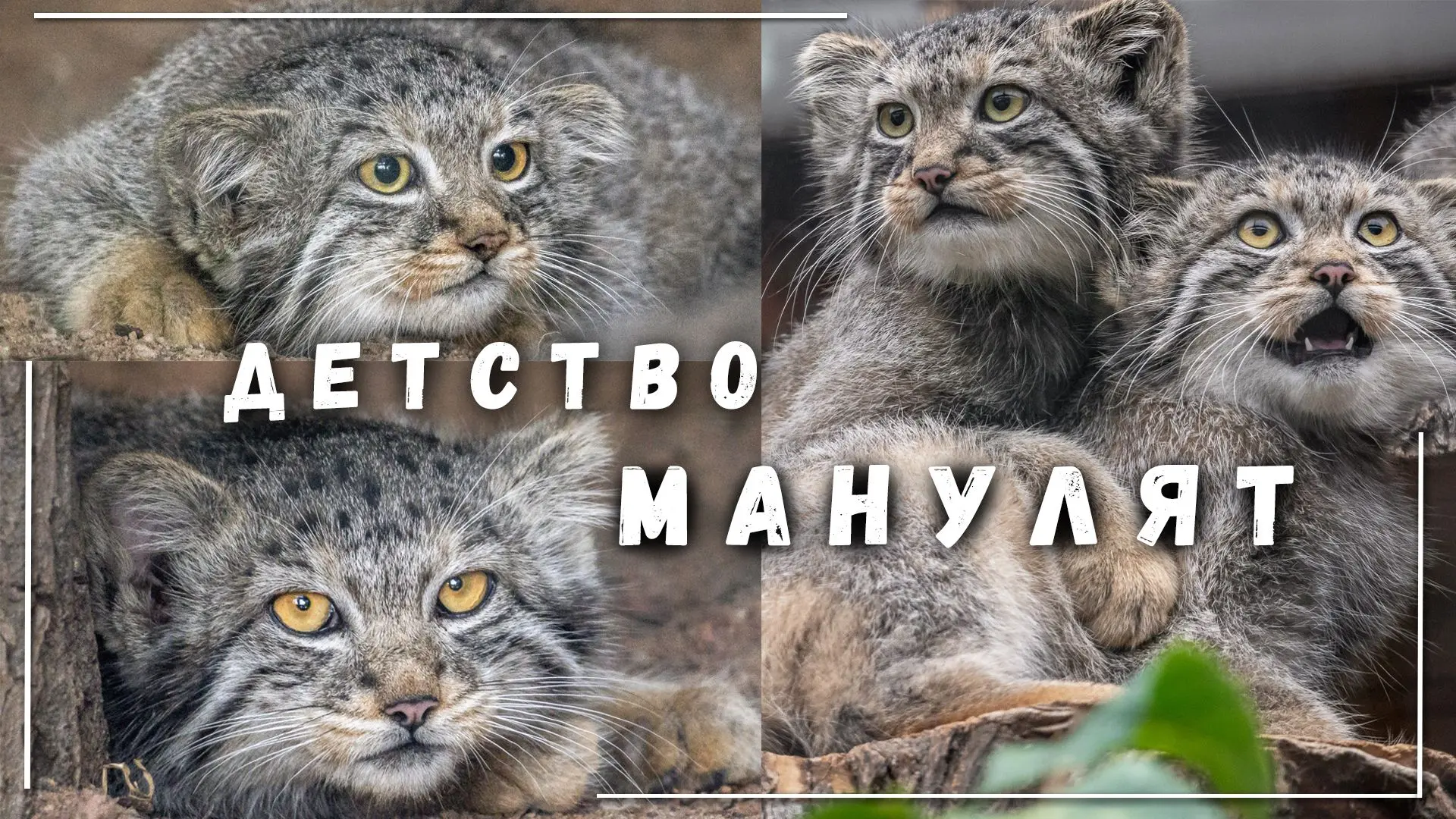 Игры, дружба, гамаки - так прошли первые месяцы жизни котят Шу и Пепе🐾✨