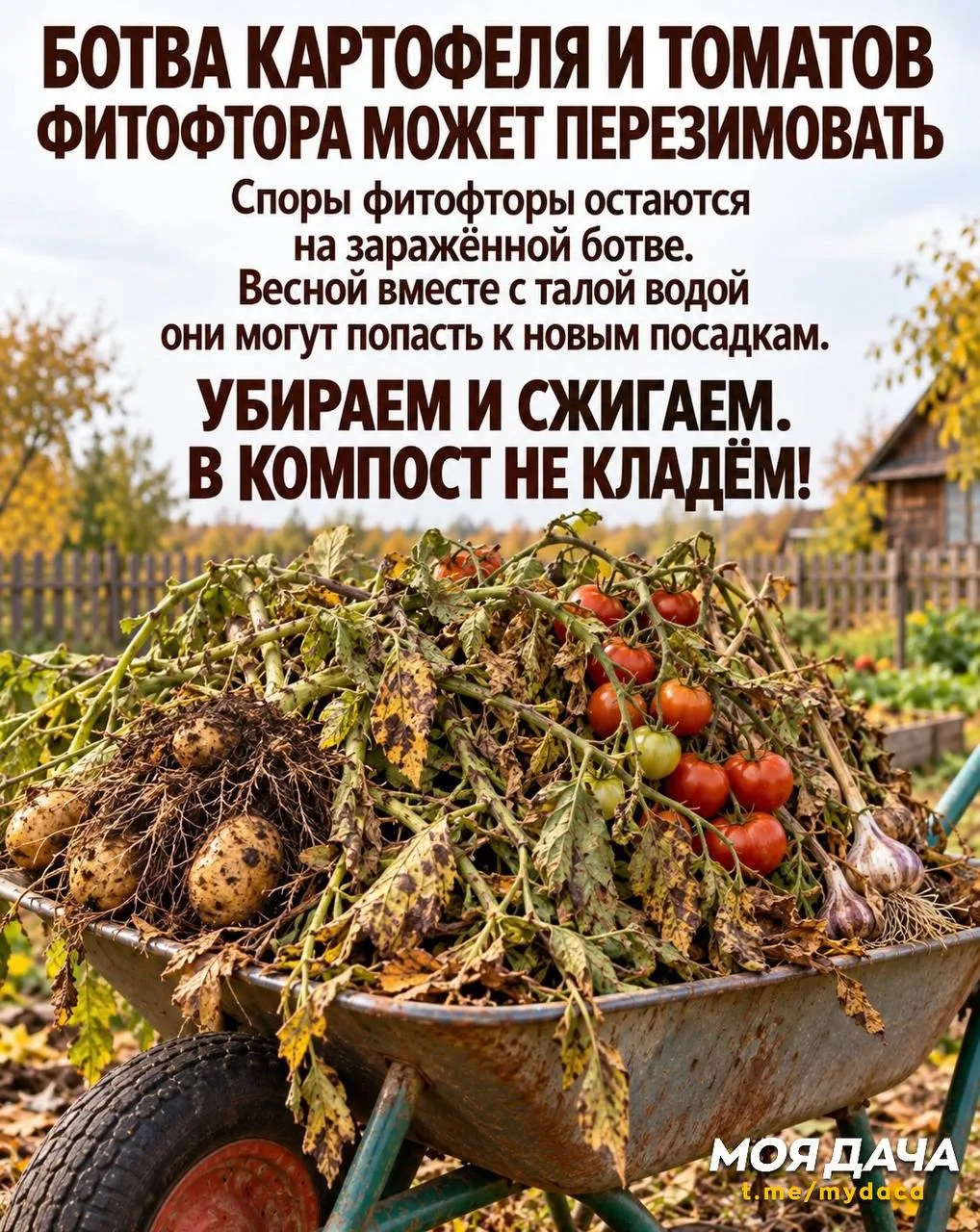 Что нельзя оставлять в огороде на зиму? 🍂