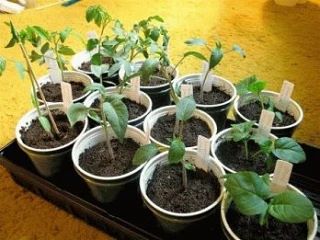 КОГДА СЕЯТЬ ПОМИДОРЫ НА РАССАДУ 🌱