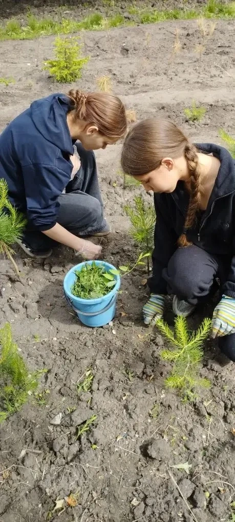 🌲 Лагерь труда и отдыха в МБОУ «СОШ имени Р. З. Сагдеева» работает в полную силу! Ребята ухаживают 