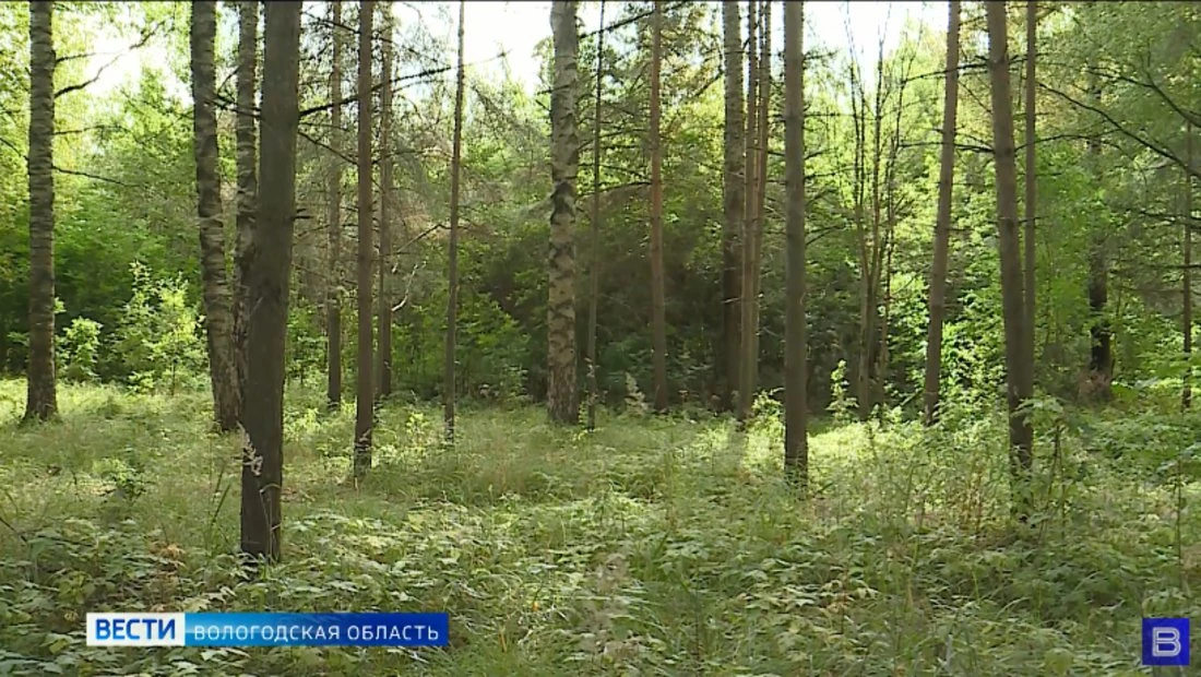 ‼ Двое взрослых и ребёнок потерялись в лесу под Череповцом