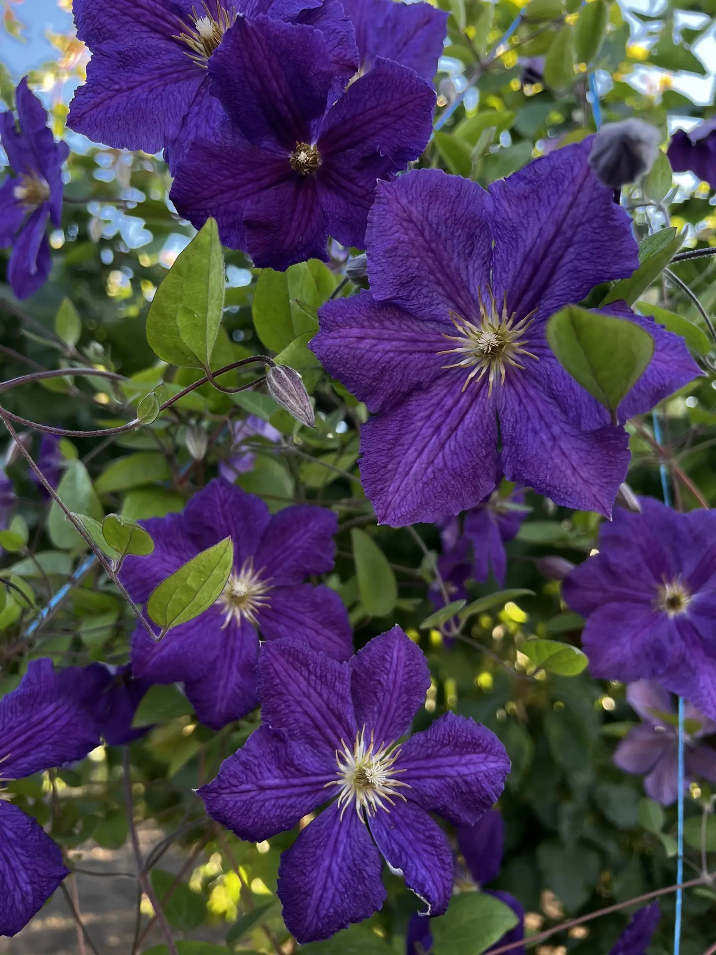 💜