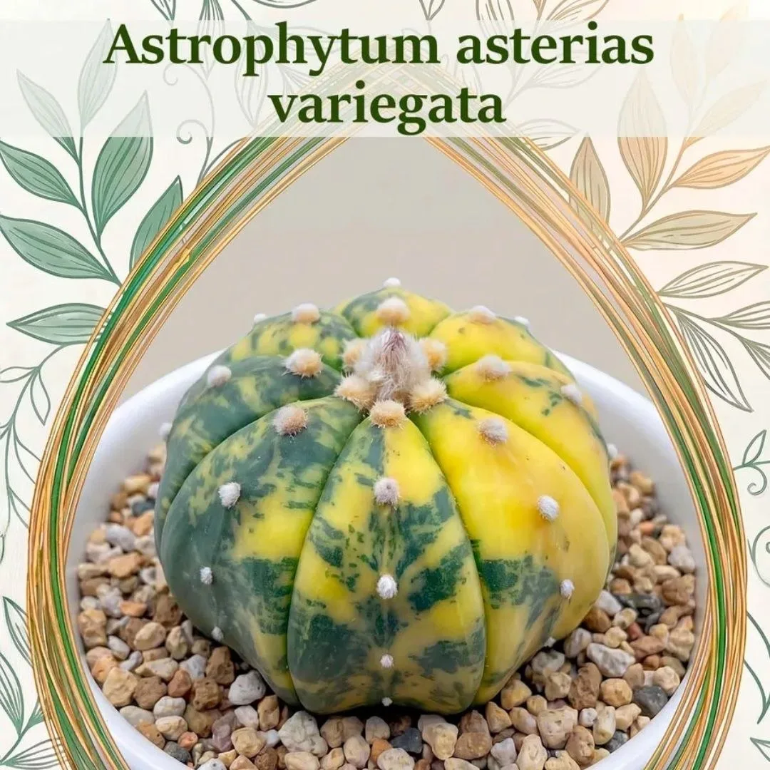 Новые культивары астрофитумов в ассортименте наборов для выращивания: