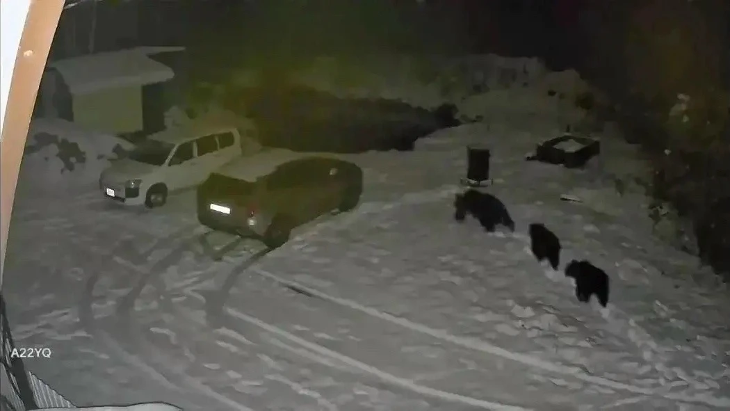 ❗️81 агрессивного медведя ликвидировали с начала года в Югре.