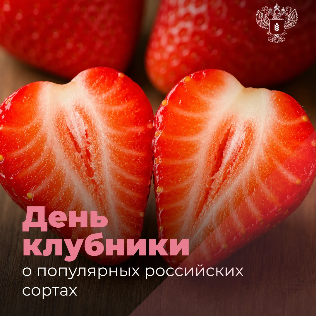🍓 Какие российские сорта клубники можно встретить в продаже?