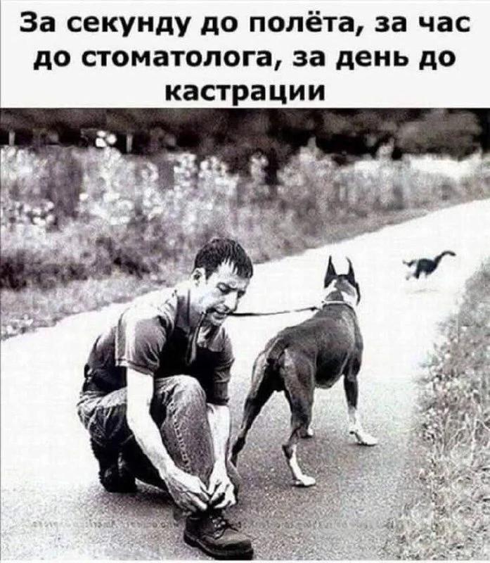 ⚡юмор ⚡  фотоюмор ⚡️breedsinfo ⚡️dogmem