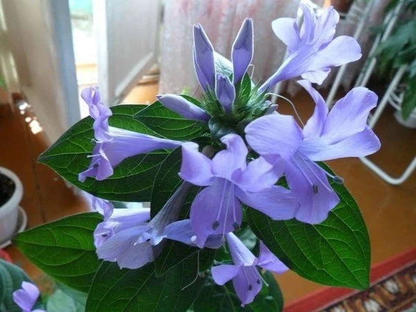 БАРЛЕРИЯ 🌿

Тропическая красавица из семейства Акантовые, легко приживается в домашних условиях.

О