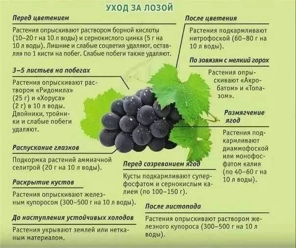 КАК УХАЖИВАТЬ ЗА ВИНОГРАДНОЙ ЛОЗОЙ

✅ По завязям с мелкий горох
Опрыскивают Акробатом и Топазом.

✅ 