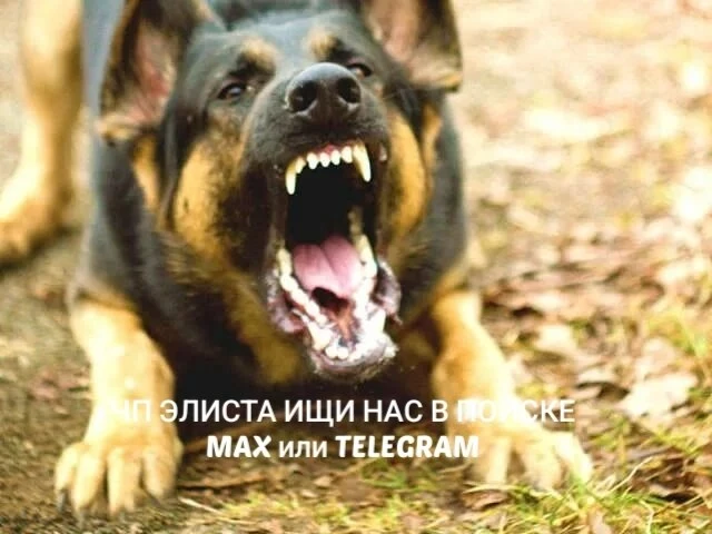 ❗️Подписчики сообщают: в районе 3‑го микрорайона бегают агрессивные собаки — они нападают на людей и