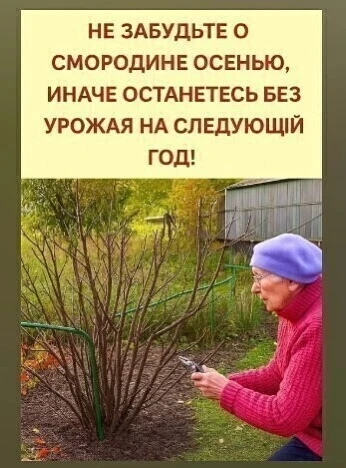 Осенняя подготовка смородины — залог урожая на следующий год. Не завершайте сезон, пока...