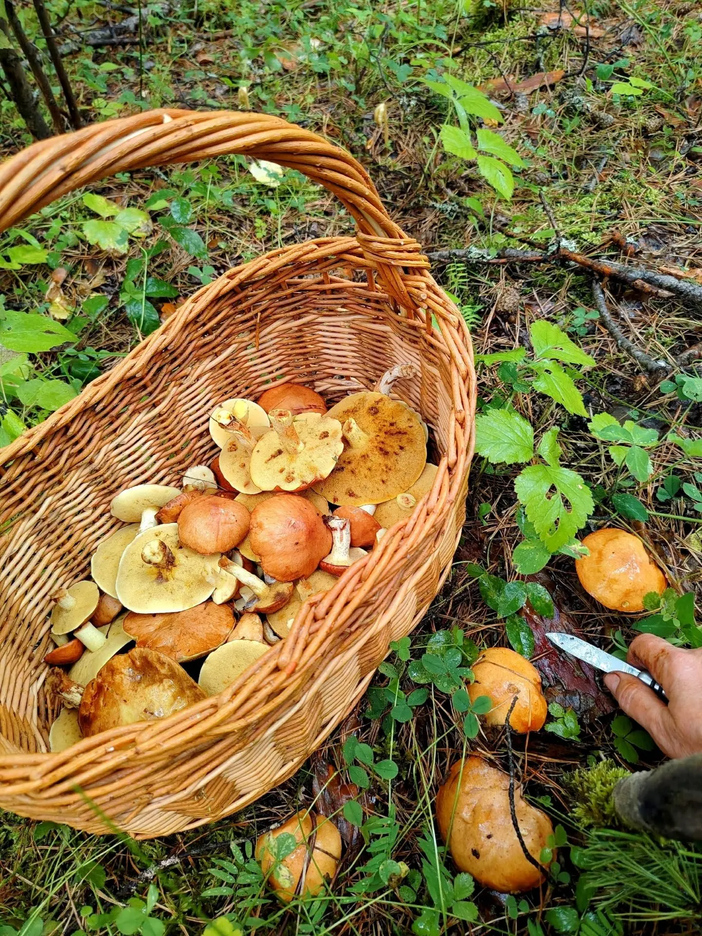 А вот и грибочки!