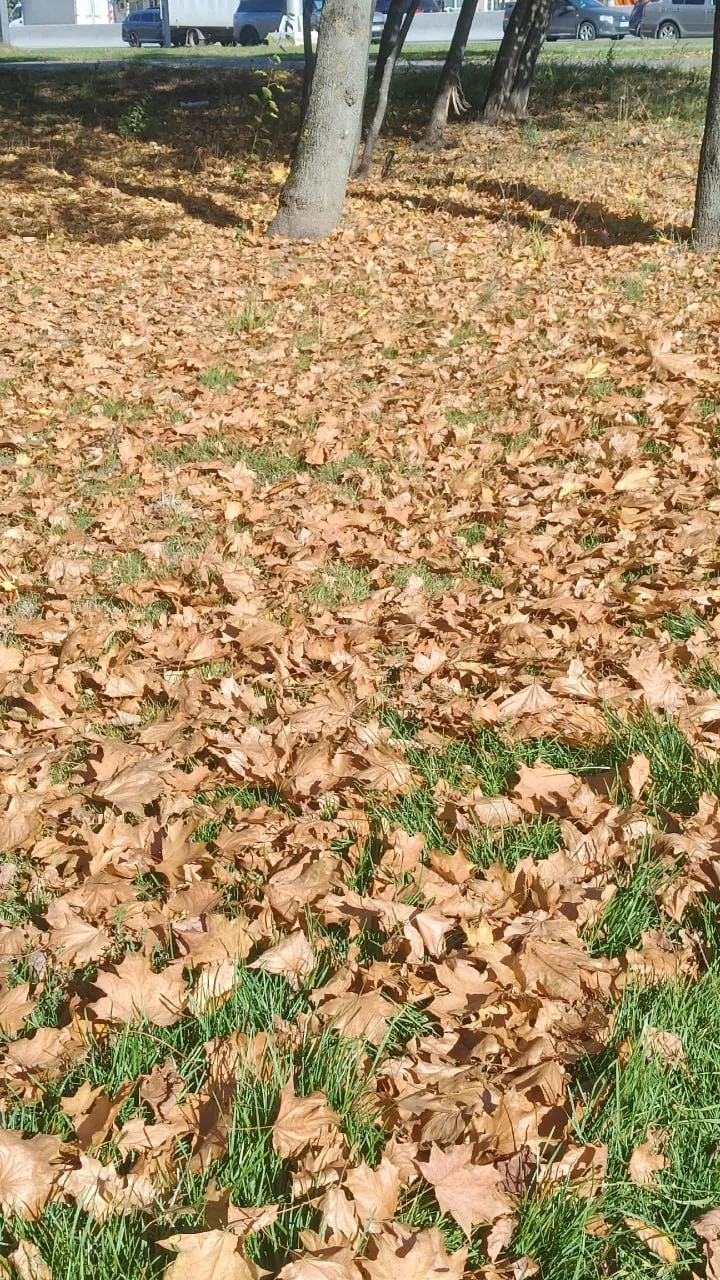 🍂Кленовые листья укрыли траву на Инженерной.
