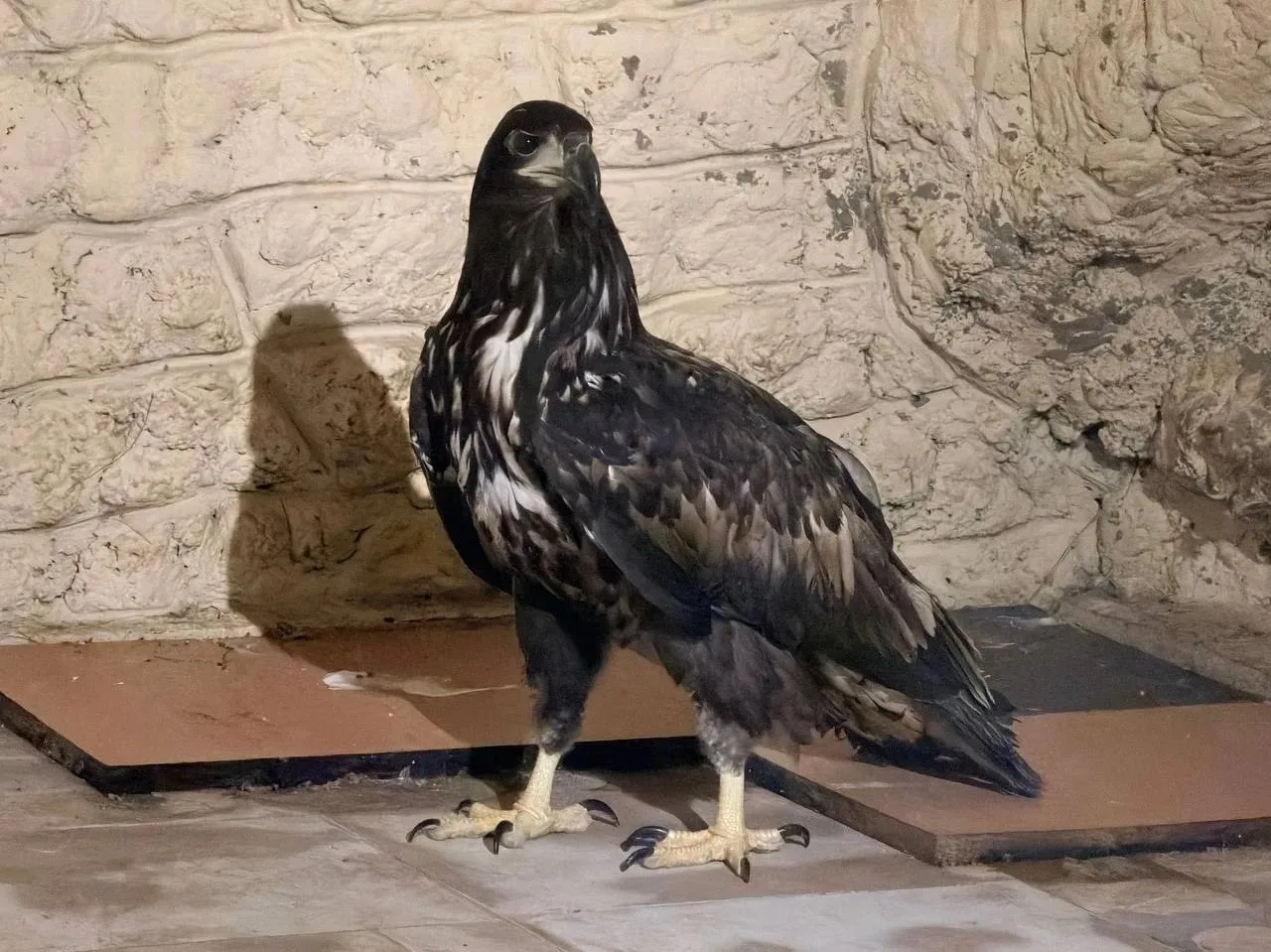 🦅 В Пятигорске уличные фотографы остались без своих главных «моделей».