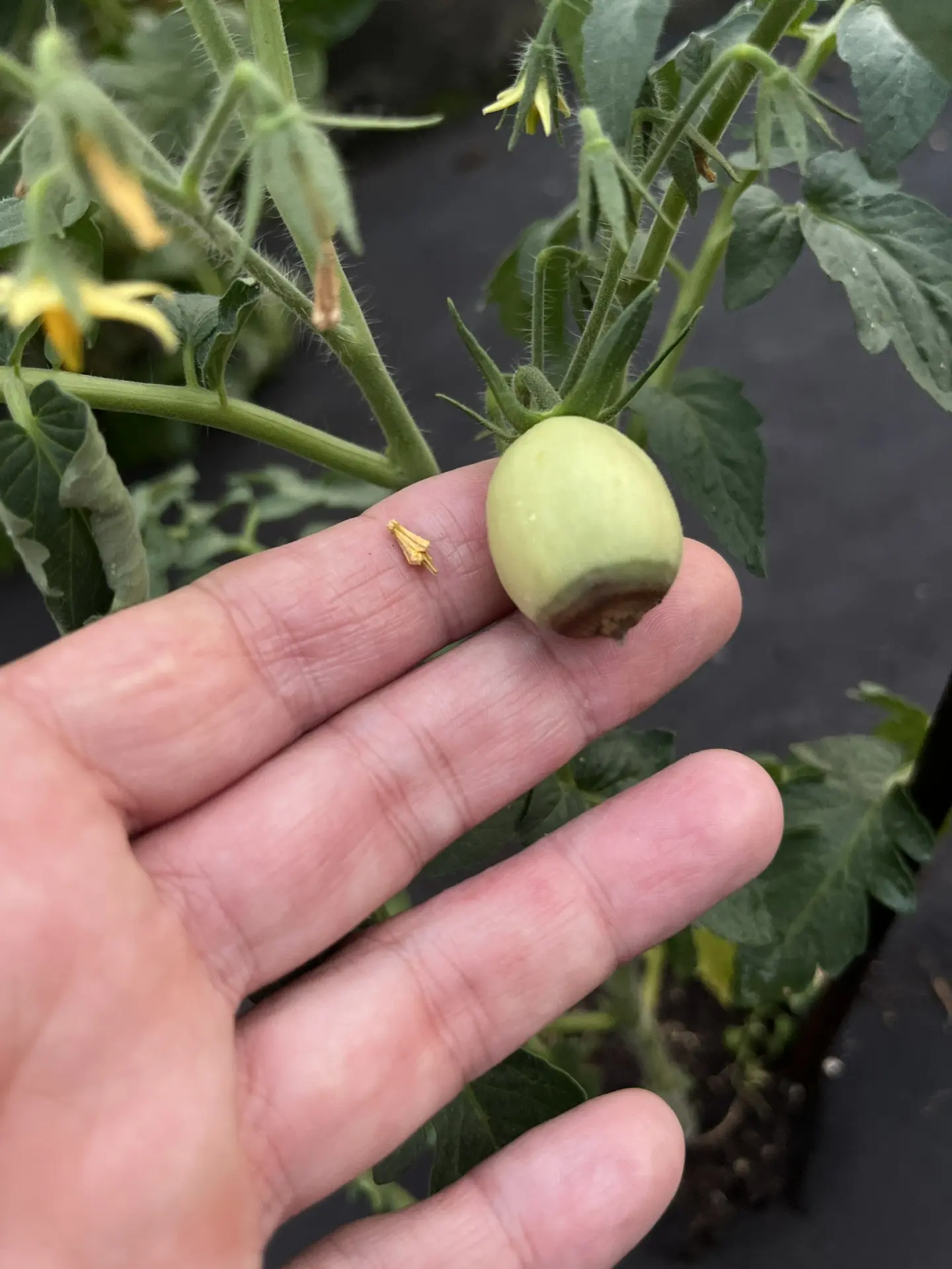 🍅 ВЕРШИННАЯ ГНИЛЬ: НЕ БОЛЕЗНЬ, А СИГНАЛ SOS!

Тёмные, вдавленные пятна на кончиках помидоров? Это в