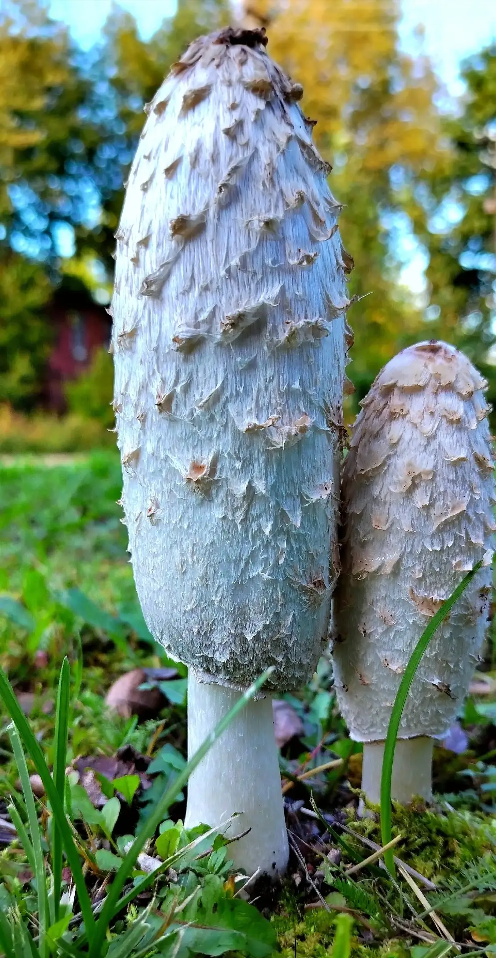 🍄 Осенние снимки грибов в городе Торопец.