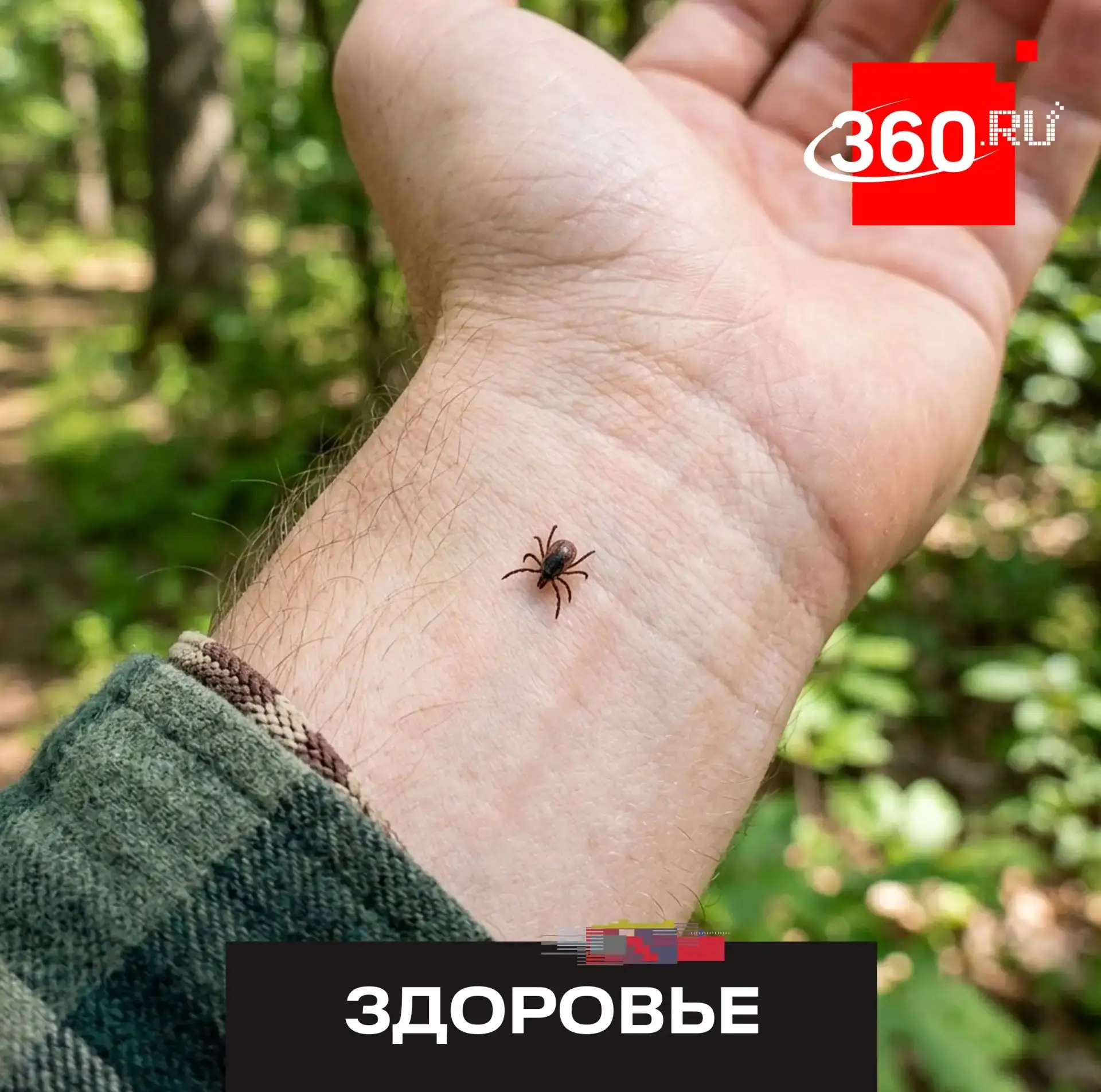Новый клещевой вирус, обнаруженный в Китае, не угрожает россиянам. В России не выявили ...