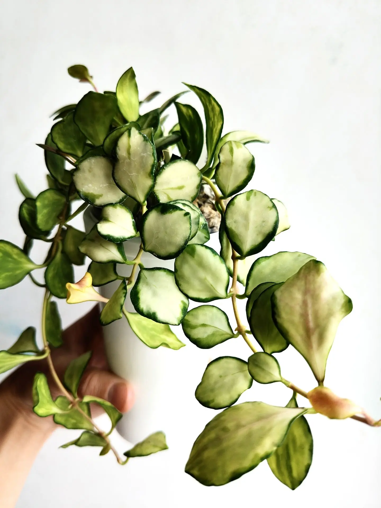 Хойя Heuschkeliana variegata (Хейшкелиана вариегатная)