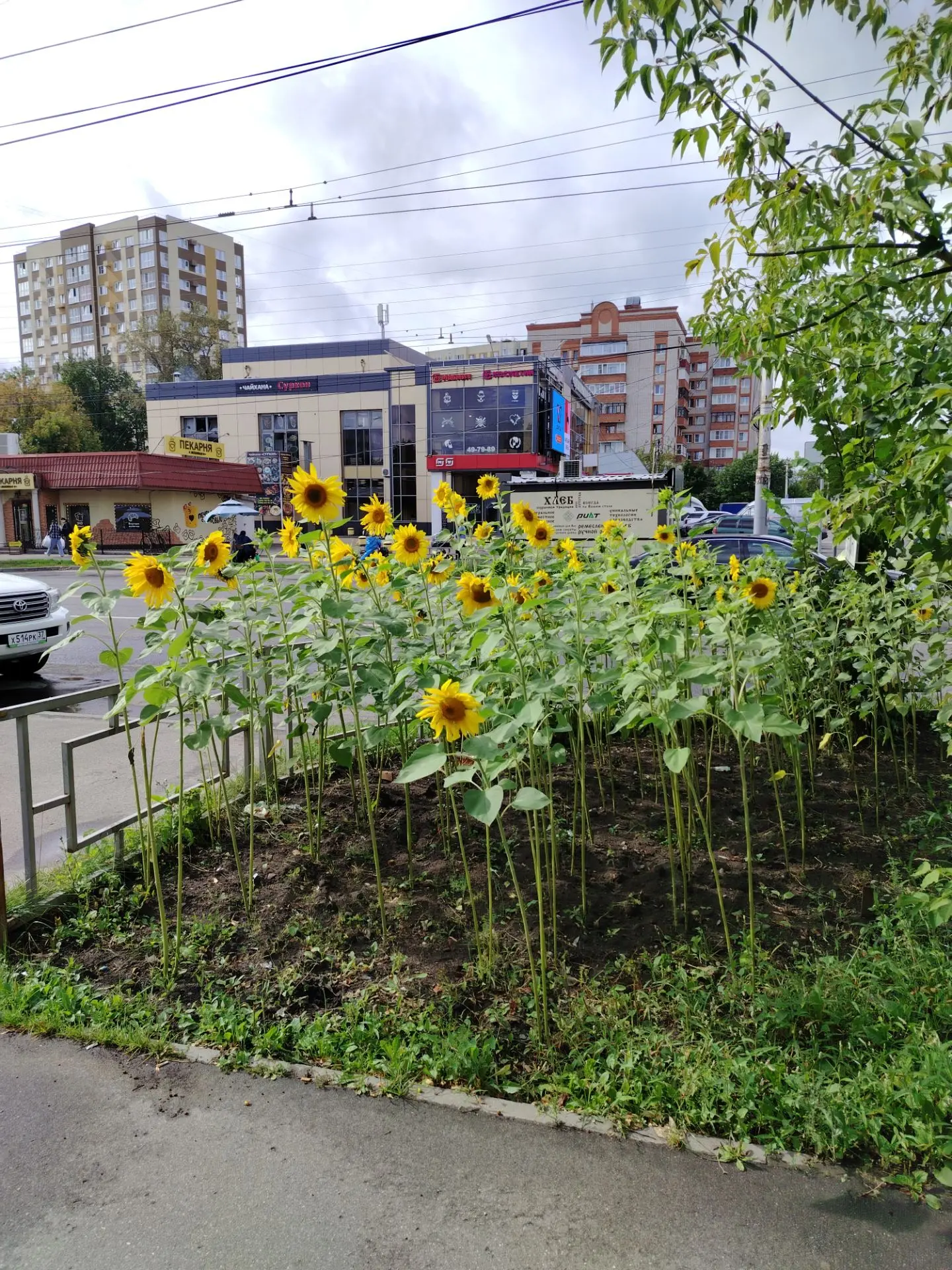 Каждый год радостная картинка на Центральном 😊