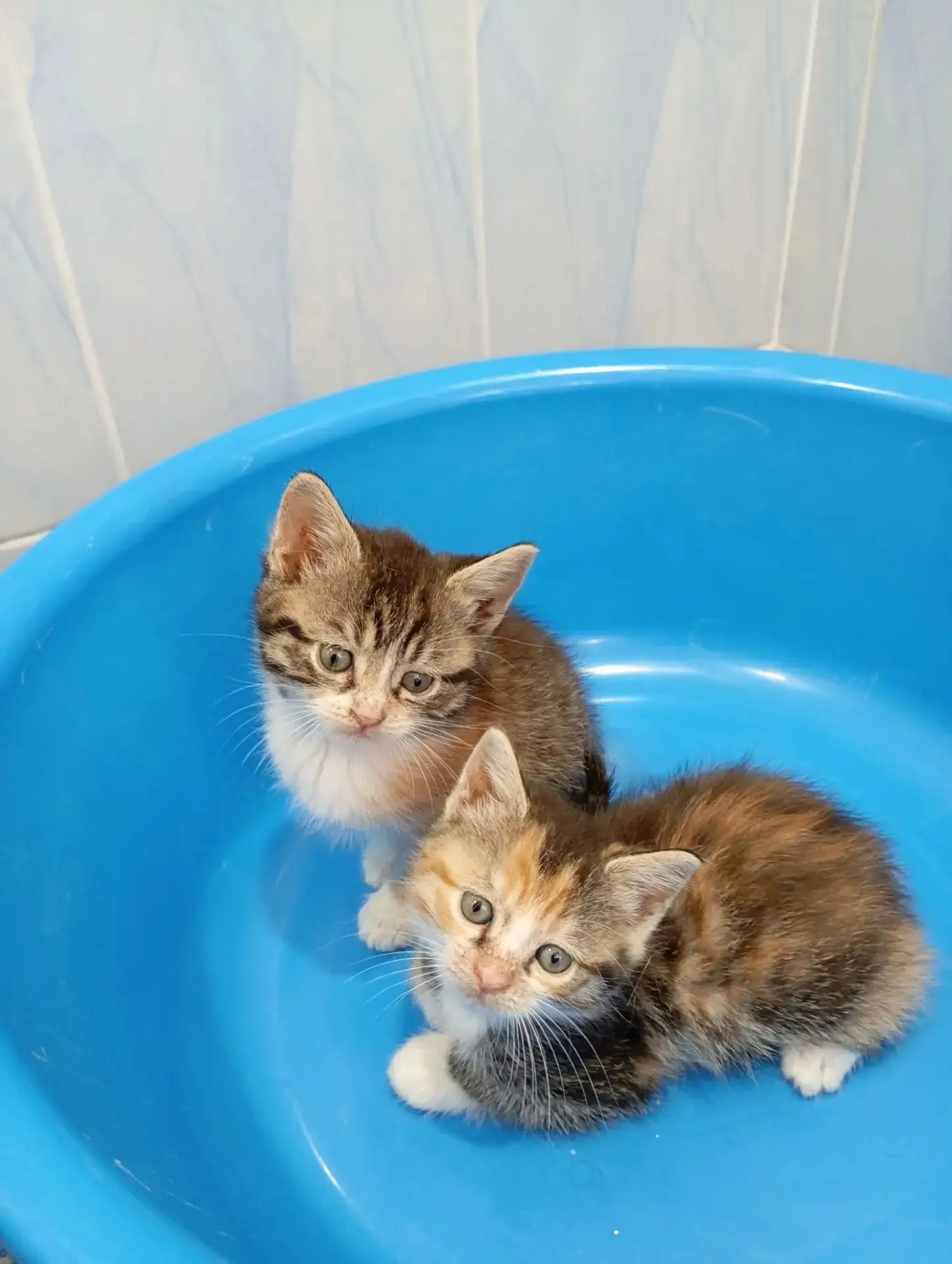 🏠 Отдам в добрые руки