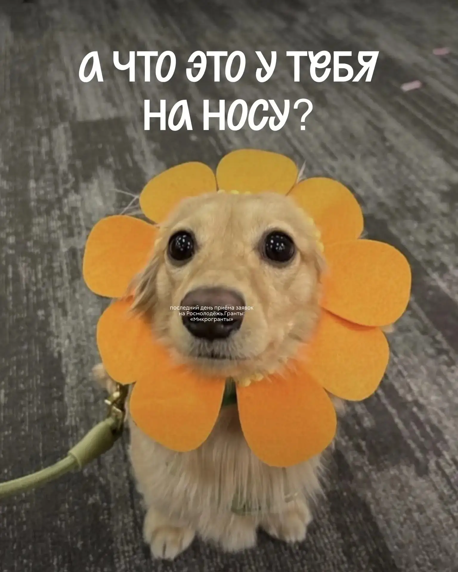 Что это у тебя на носу?