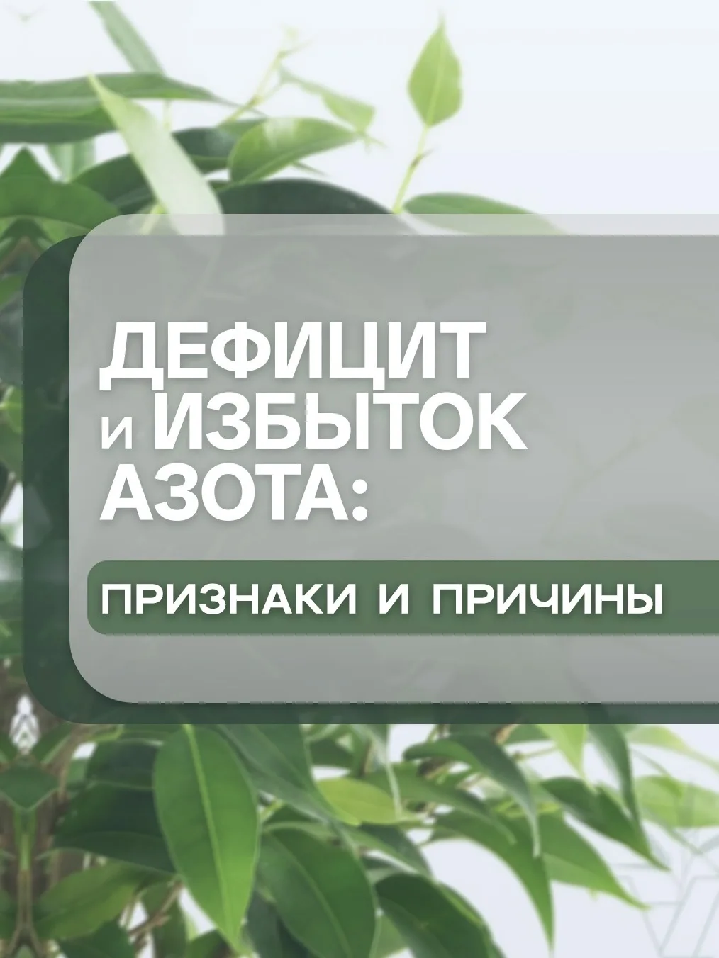 Азот — это двигатель роста любого растения, но в работе с ним важен ювелирный баланс