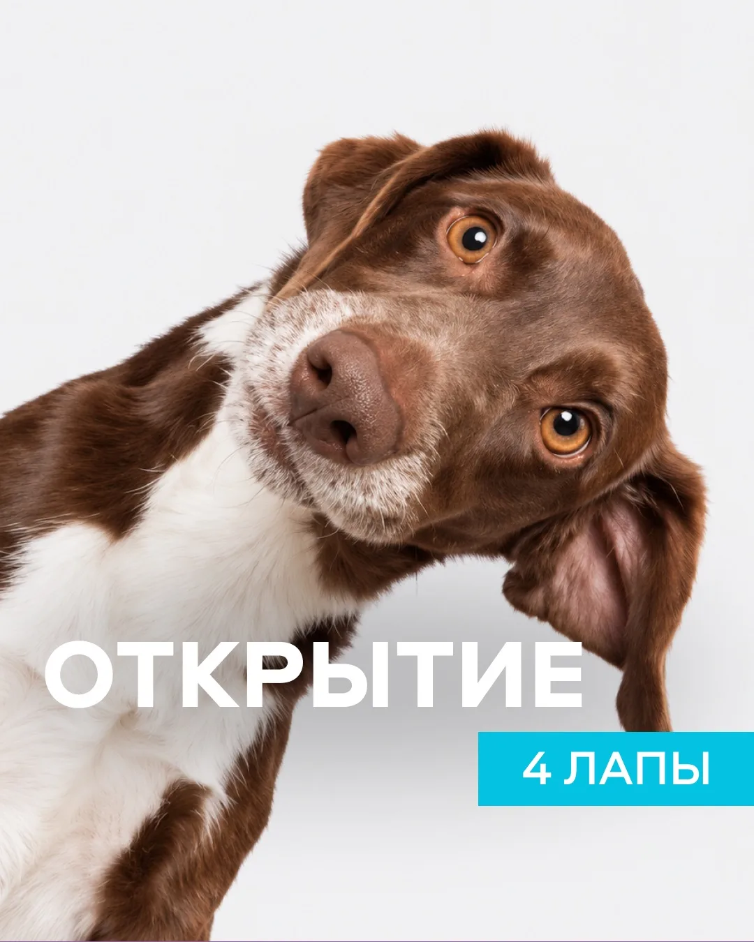 Хвостики и их родители — внимание! 🐾