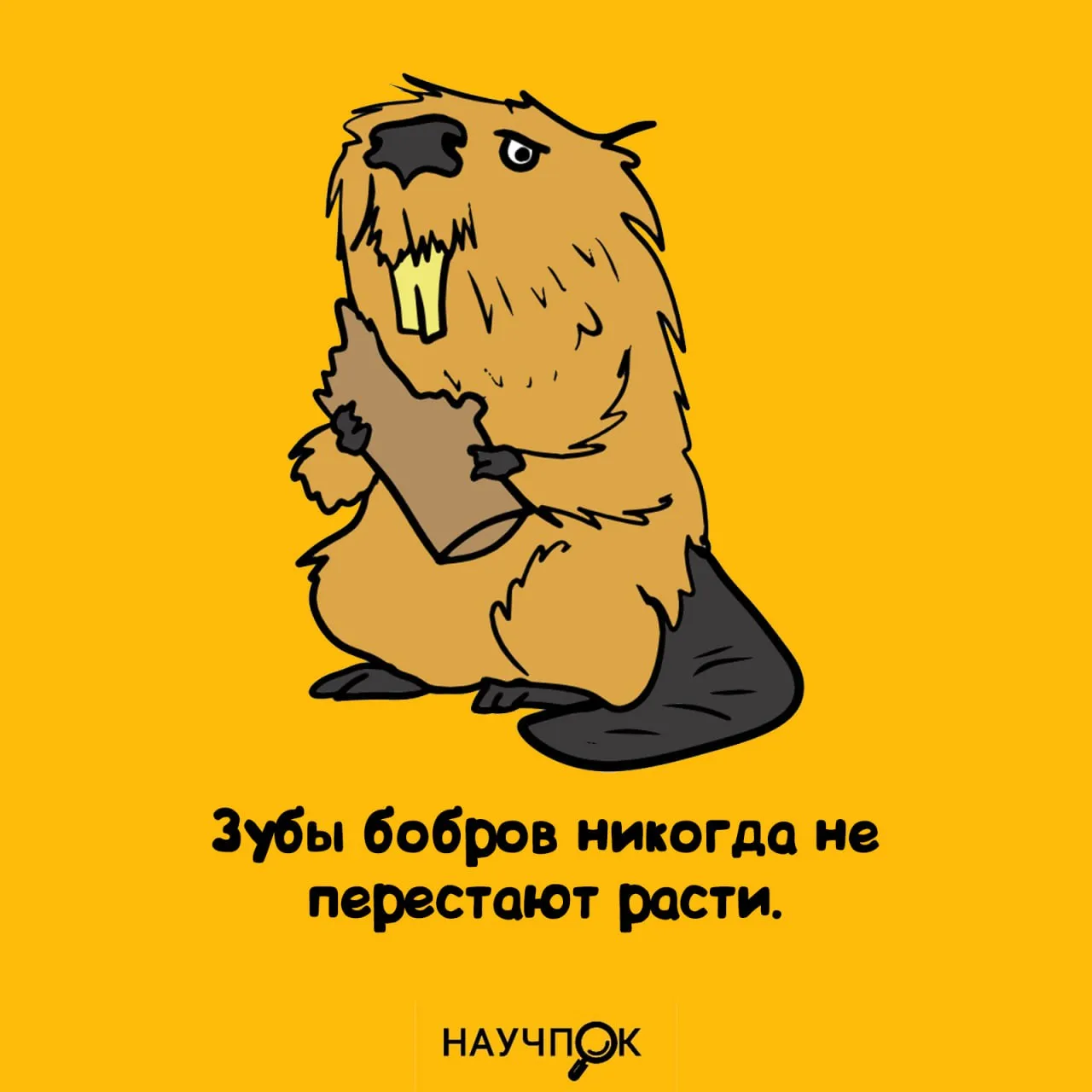 Научпок | Подписаться