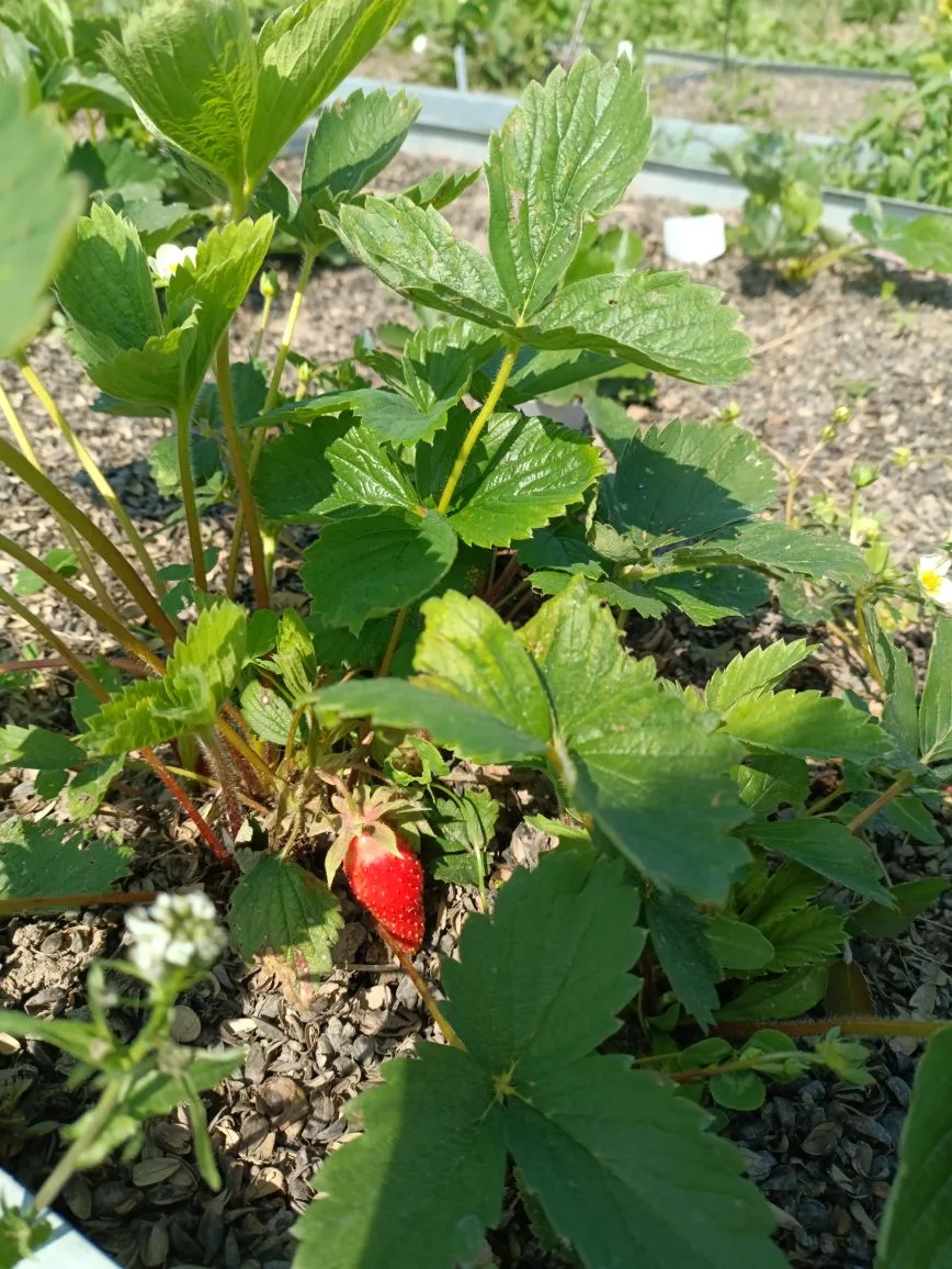Первая клубничка 🥰
