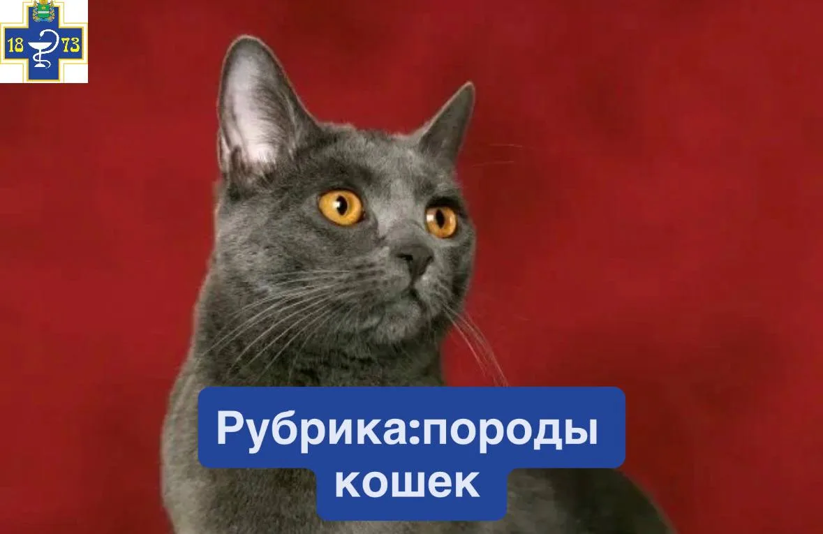 ☑️Шартрез (Картезианская)
✔️Воплощение грации и элегантности. 
✔️Они поражают своим уникальным внешн