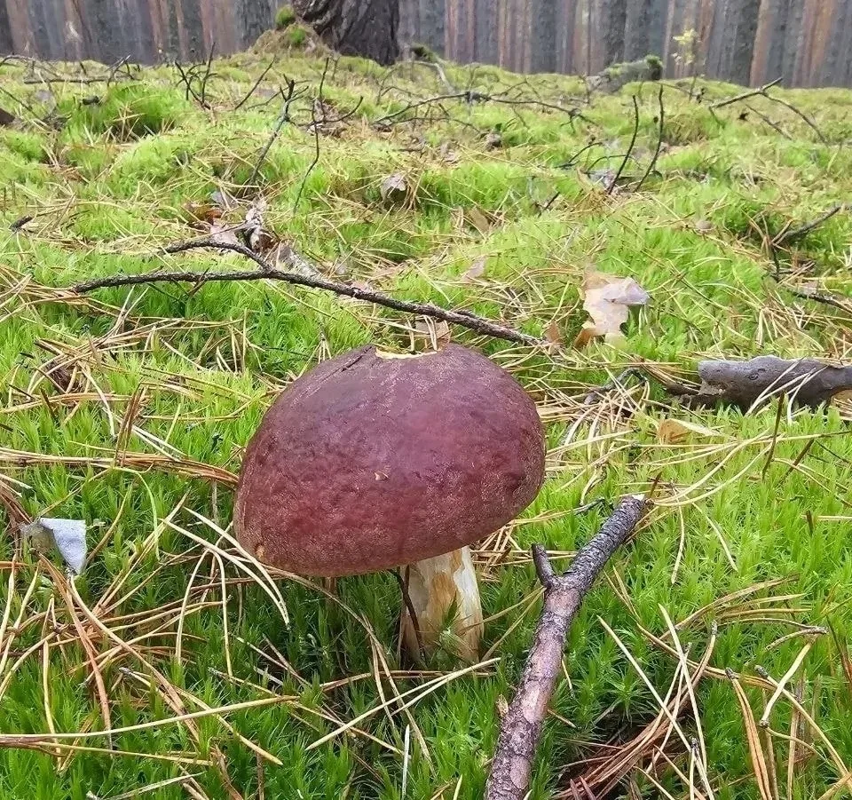 🍄 Сезон в тюменских лесах заканчивается — грибники едут в Свердловскую область