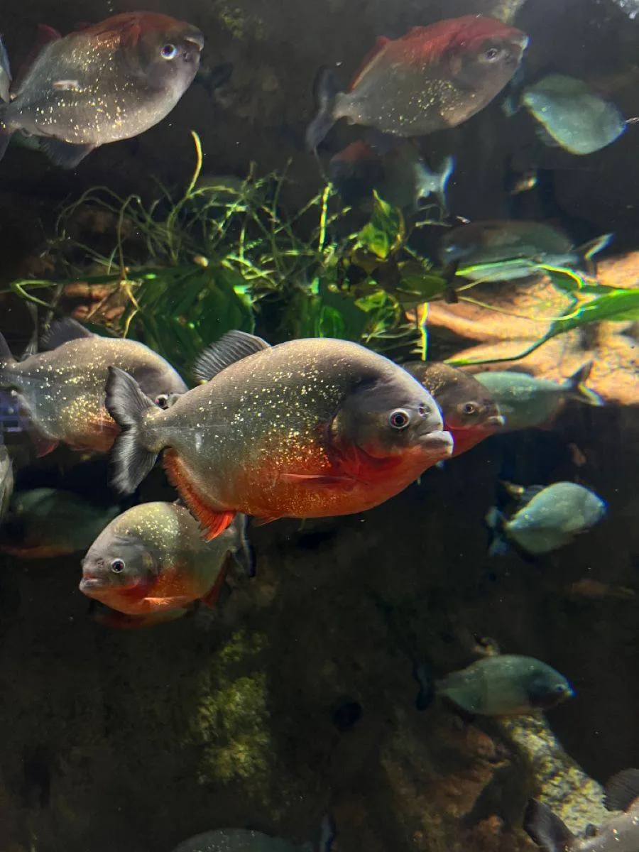 🐟Стая пираний может съесть 200 кг свинью за 3 мин