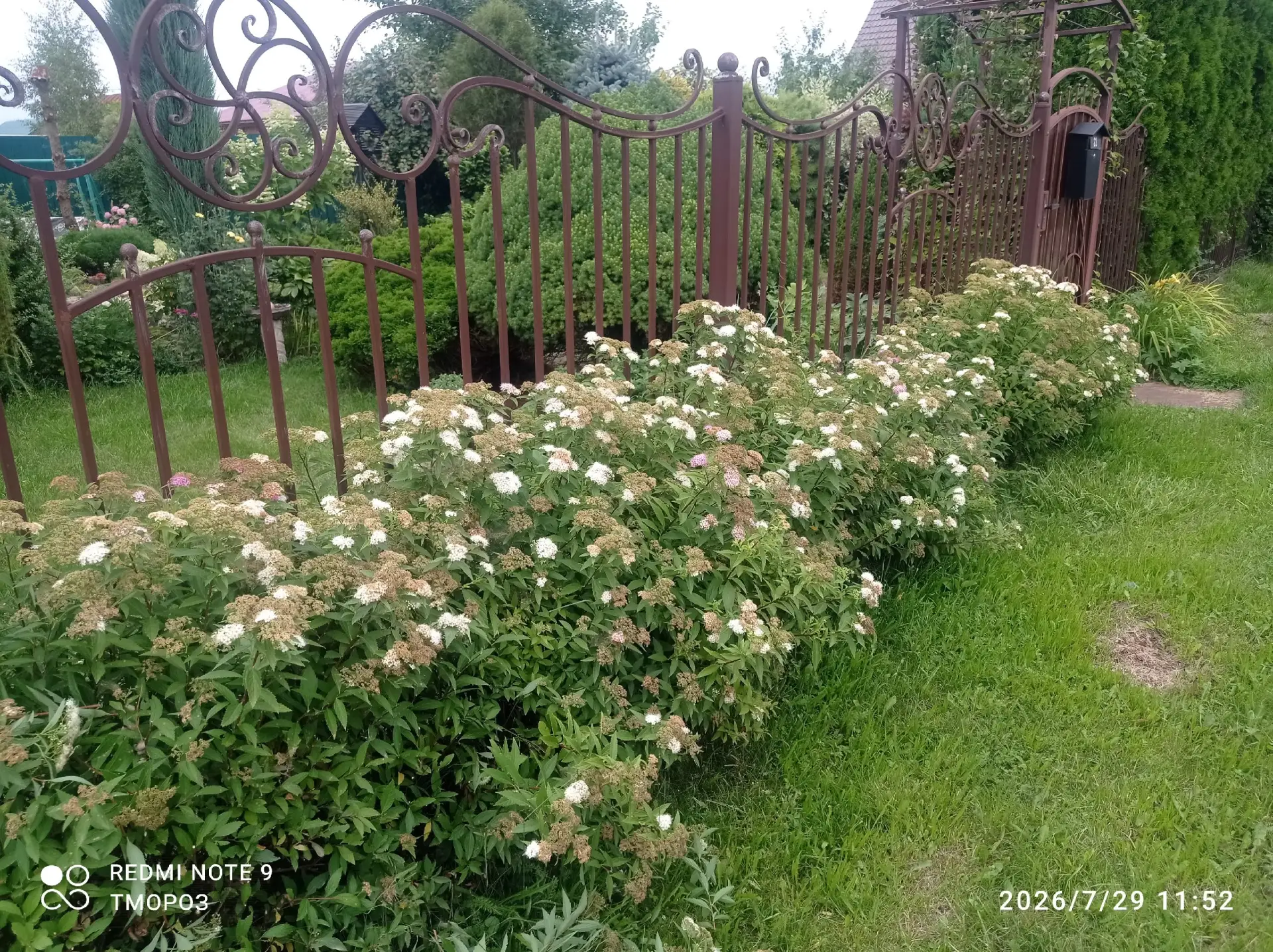 Живая изгородь из спиреи Широбана, стрижка