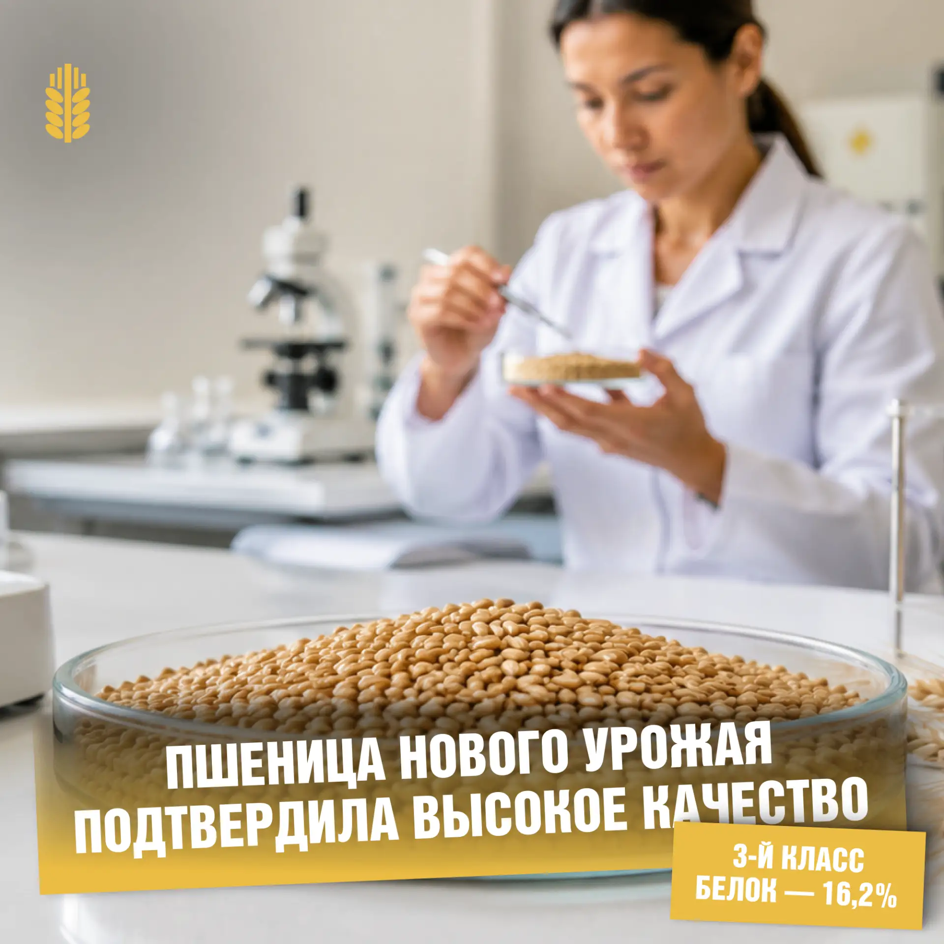 Первая пшеница нового урожая подтвердила высокое качество!

Специалисты филиала ФГБУ «ЦОК АПК» в Рес