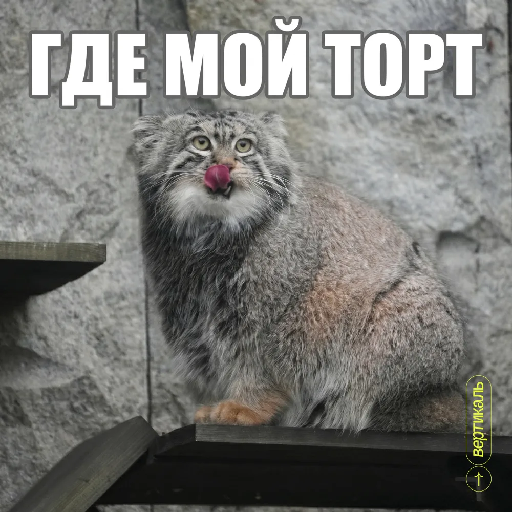 С днем рождения, Тимоша!🎁

Манул Тимофей - один из самых известных представителей своего вида в Рос