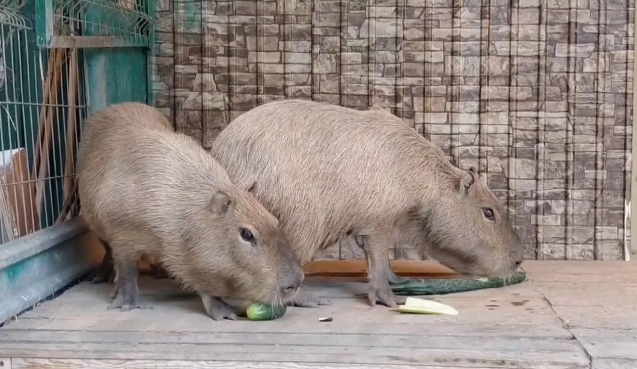 🥒 Омичам предлагают поделиться с капибарами излишками дачного урожая

В омском зоопарке начался сез