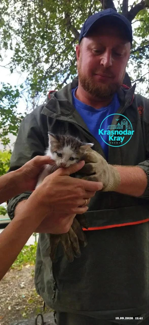 🐱 Спасатели достали котёнка из технологического колодца в Новороссийске