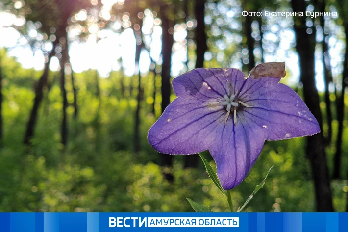 Тёплый день, прохладная ночь: прогноз погоды в Приамурье на 22 августа